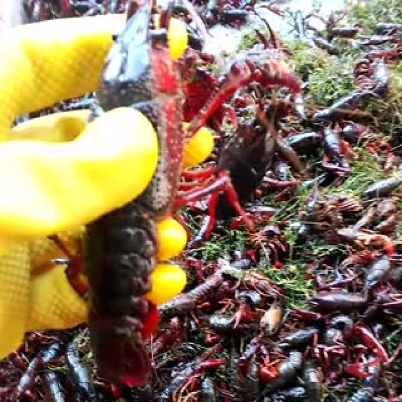 龙虾苗