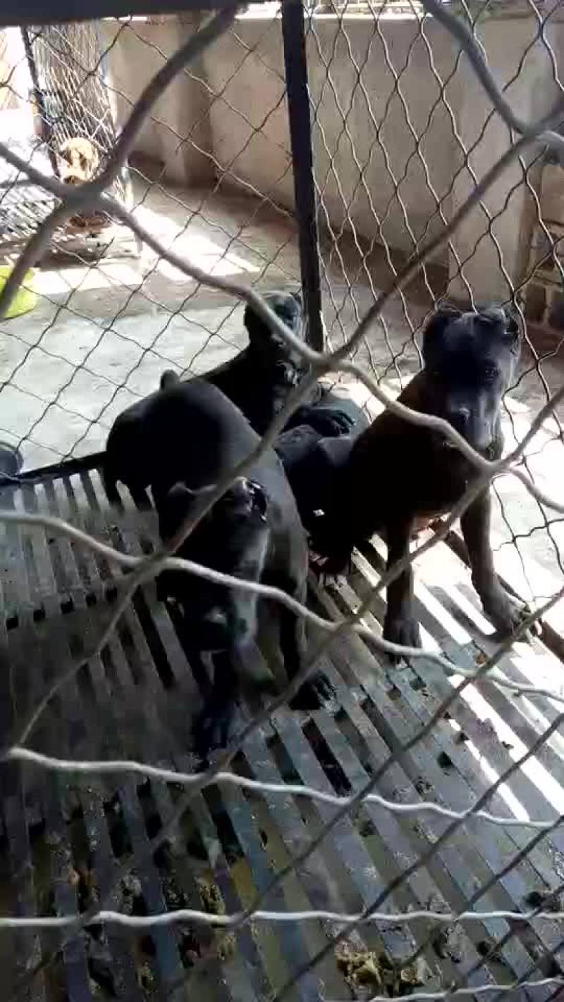 卡斯罗公