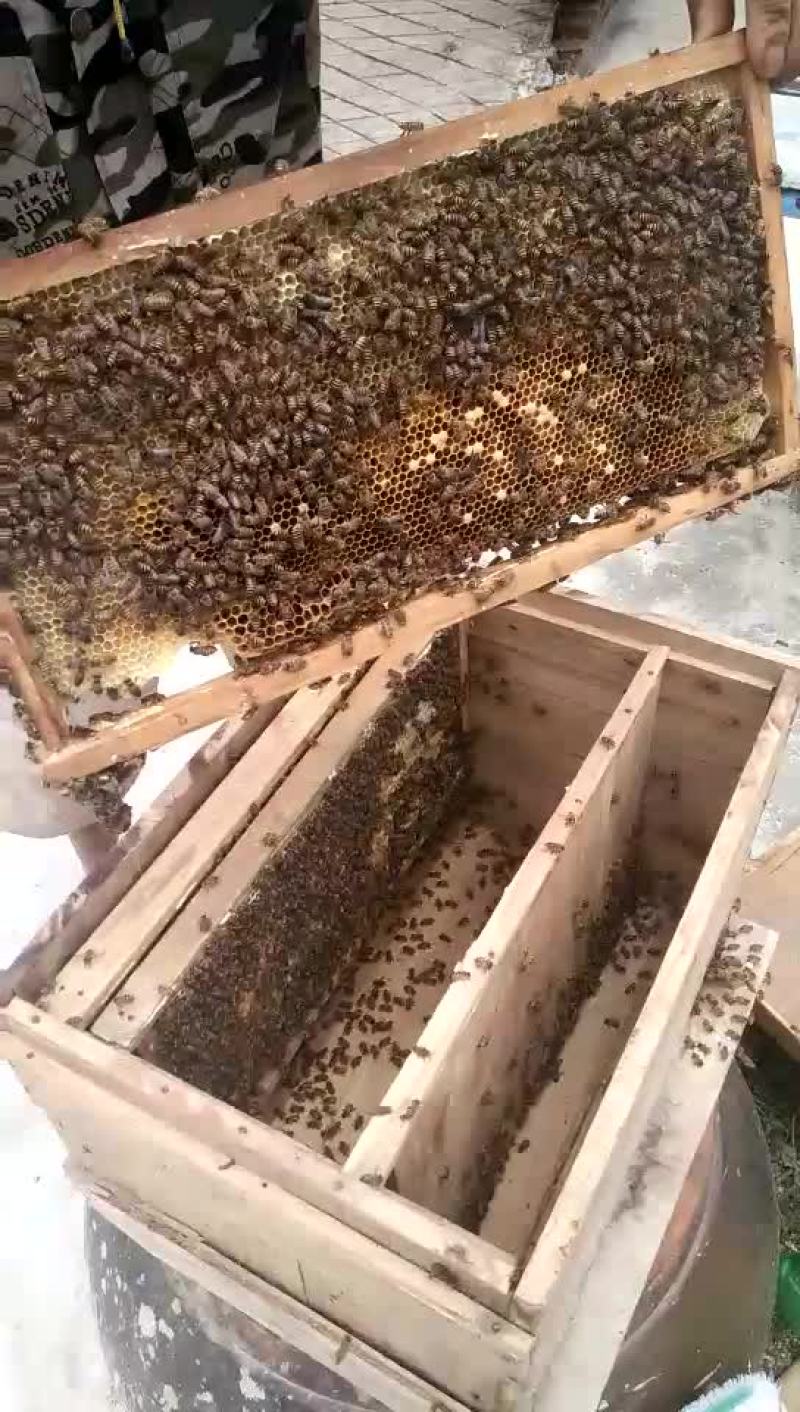 土蜂蜜冬蜜