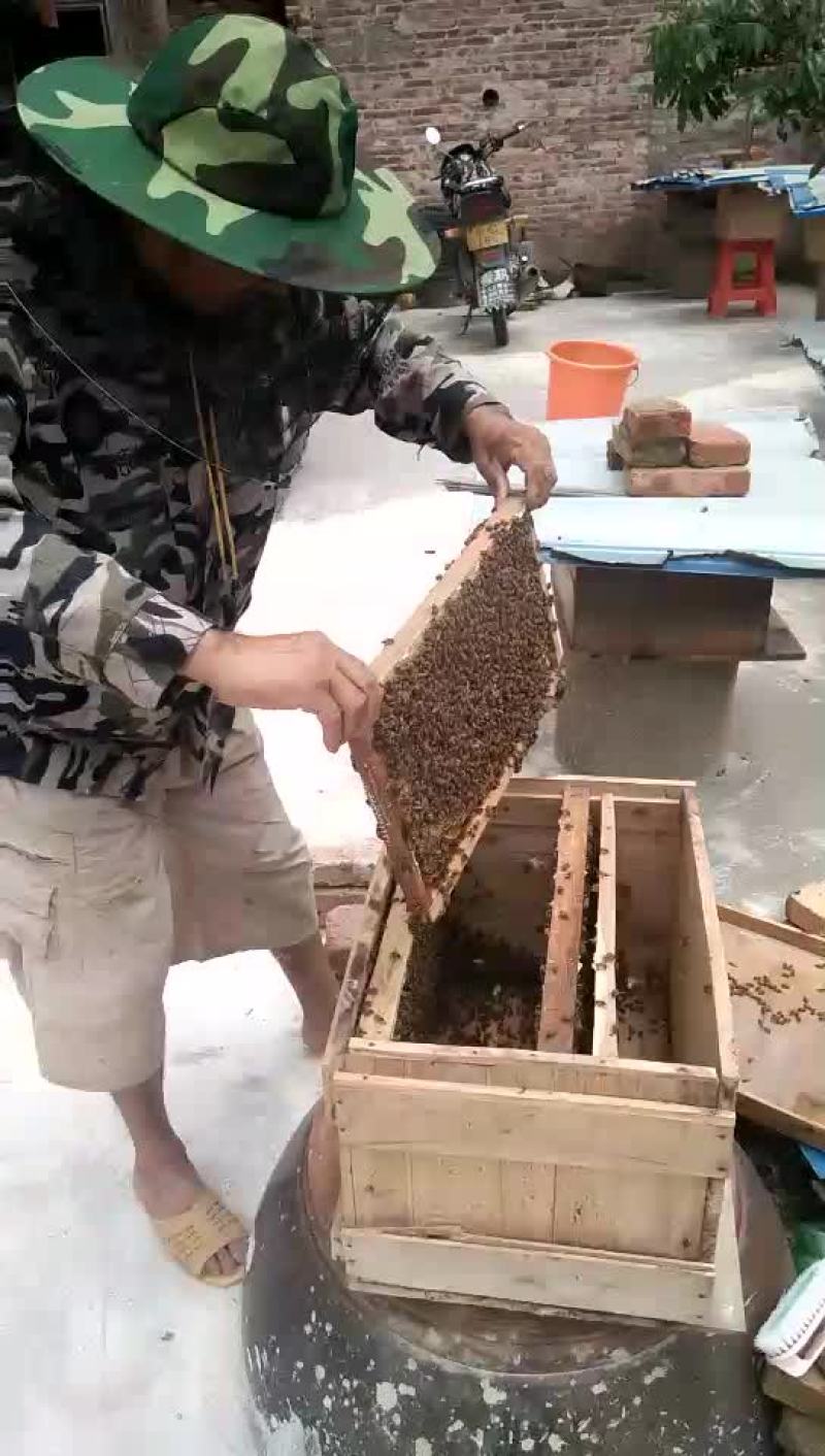 土蜂蜜冬蜜