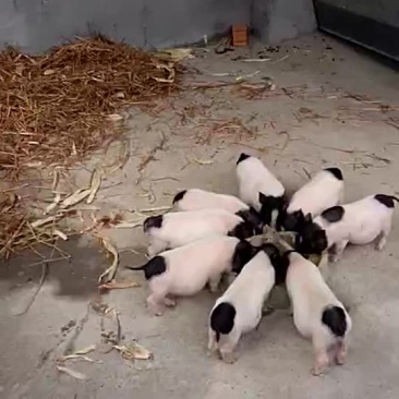香猪母