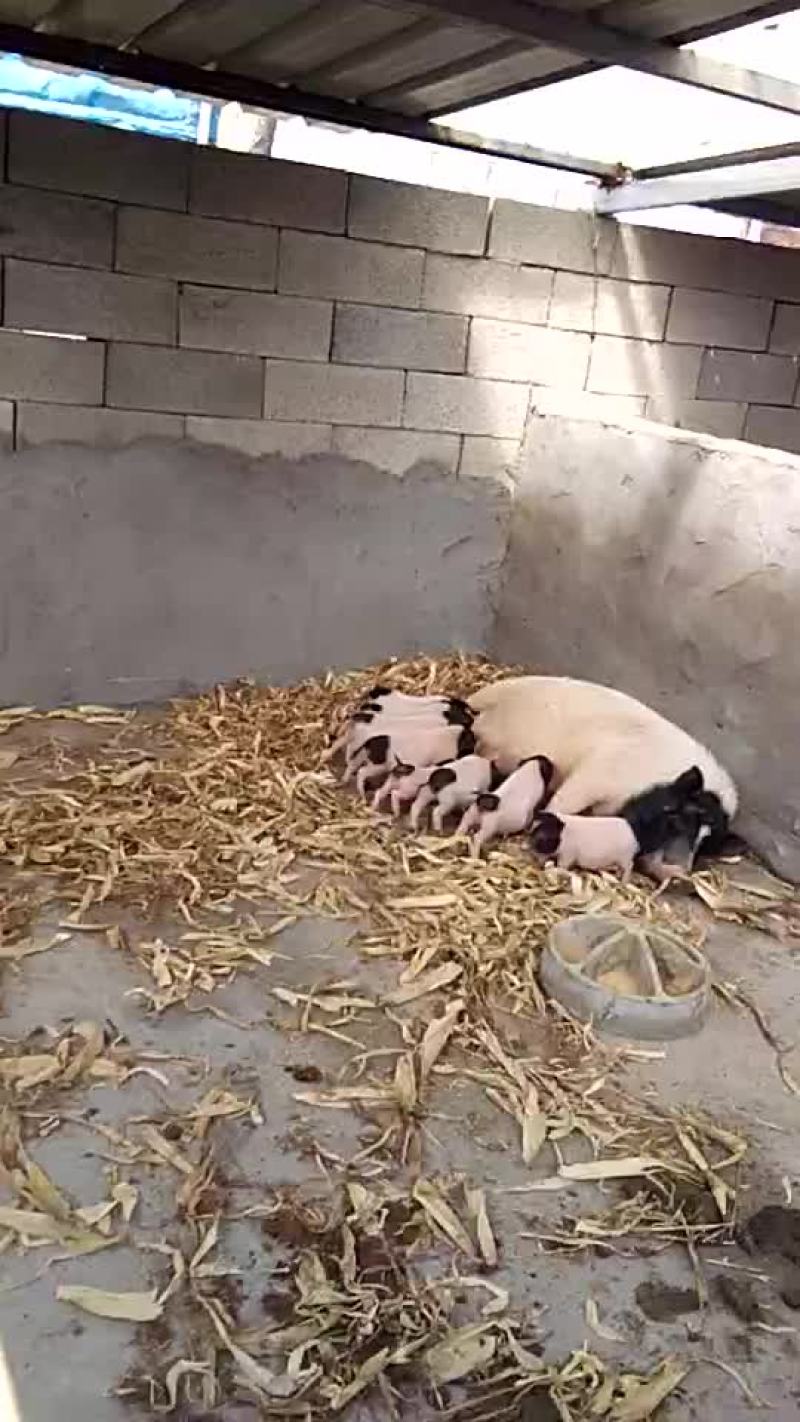 香猪母