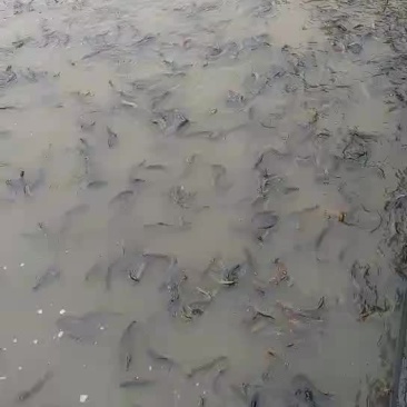 台湾泥鳅鱼苗人工养殖8~10cm