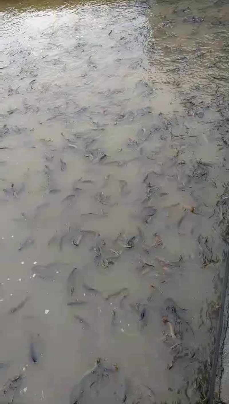 台湾泥鳅鱼苗人工养殖8~10cm