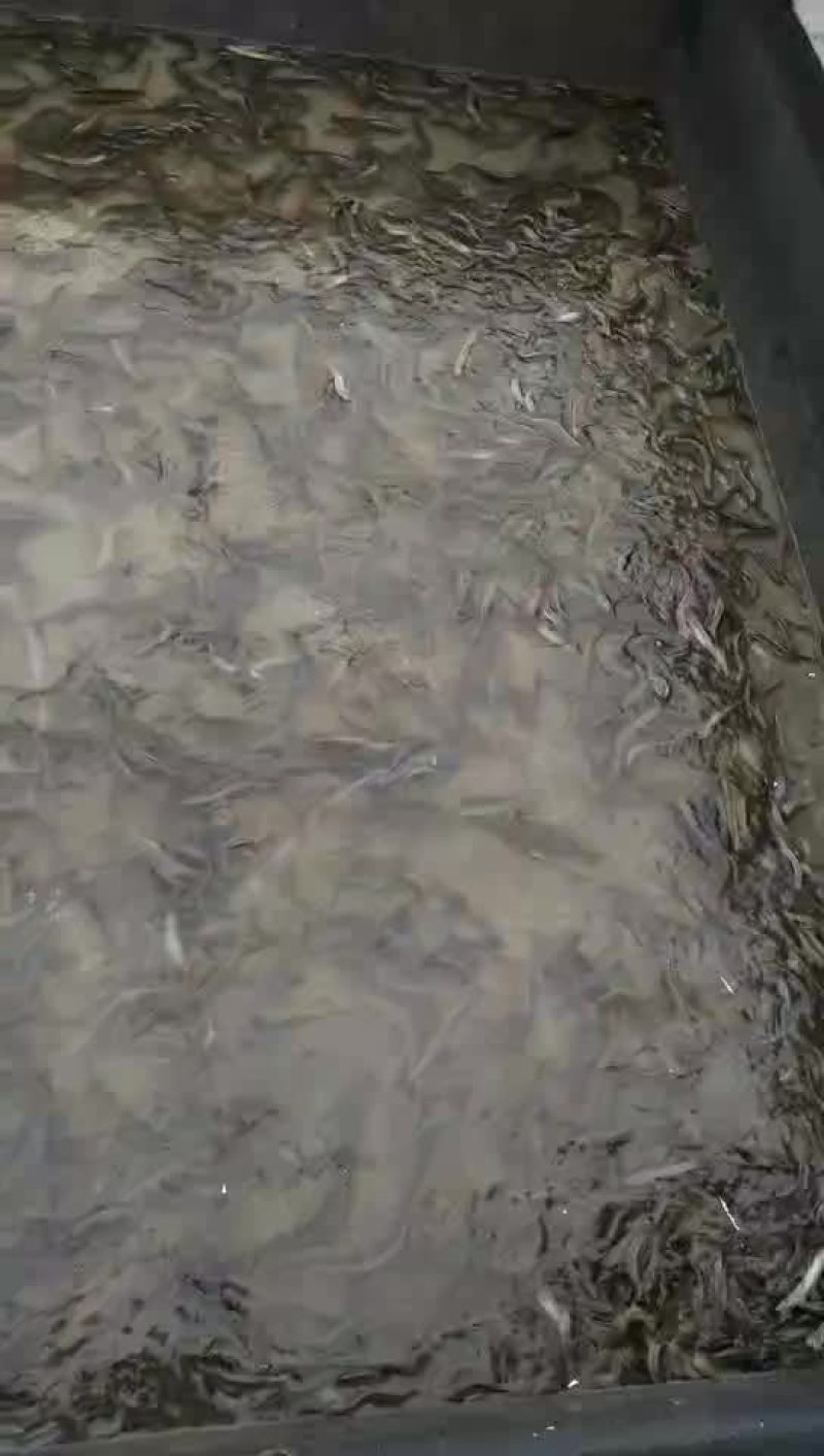 台湾泥鳅鱼苗人工养殖8~10cm
