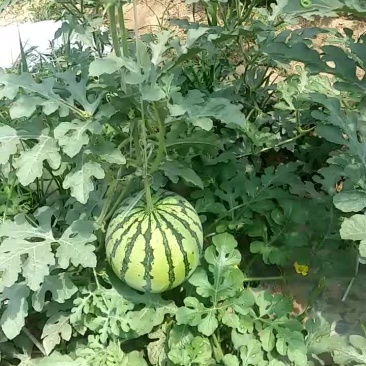 8424西瓜6斤打底8成熟1茬