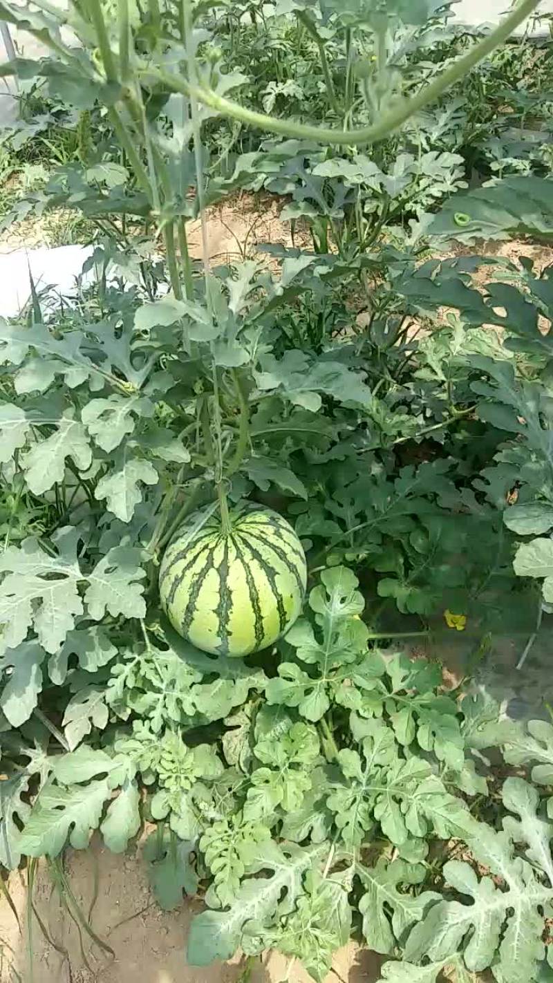 8424西瓜6斤打底8成熟1茬
