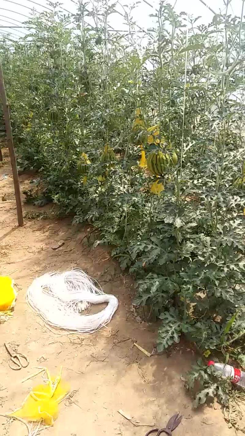 8424西瓜6斤打底8成熟1茬