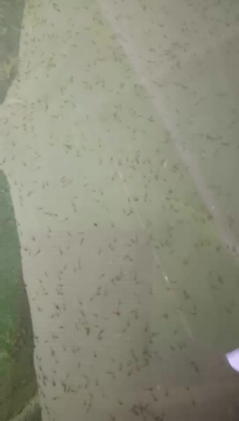 台湾泥鳅鱼苗人工养殖3~5cm