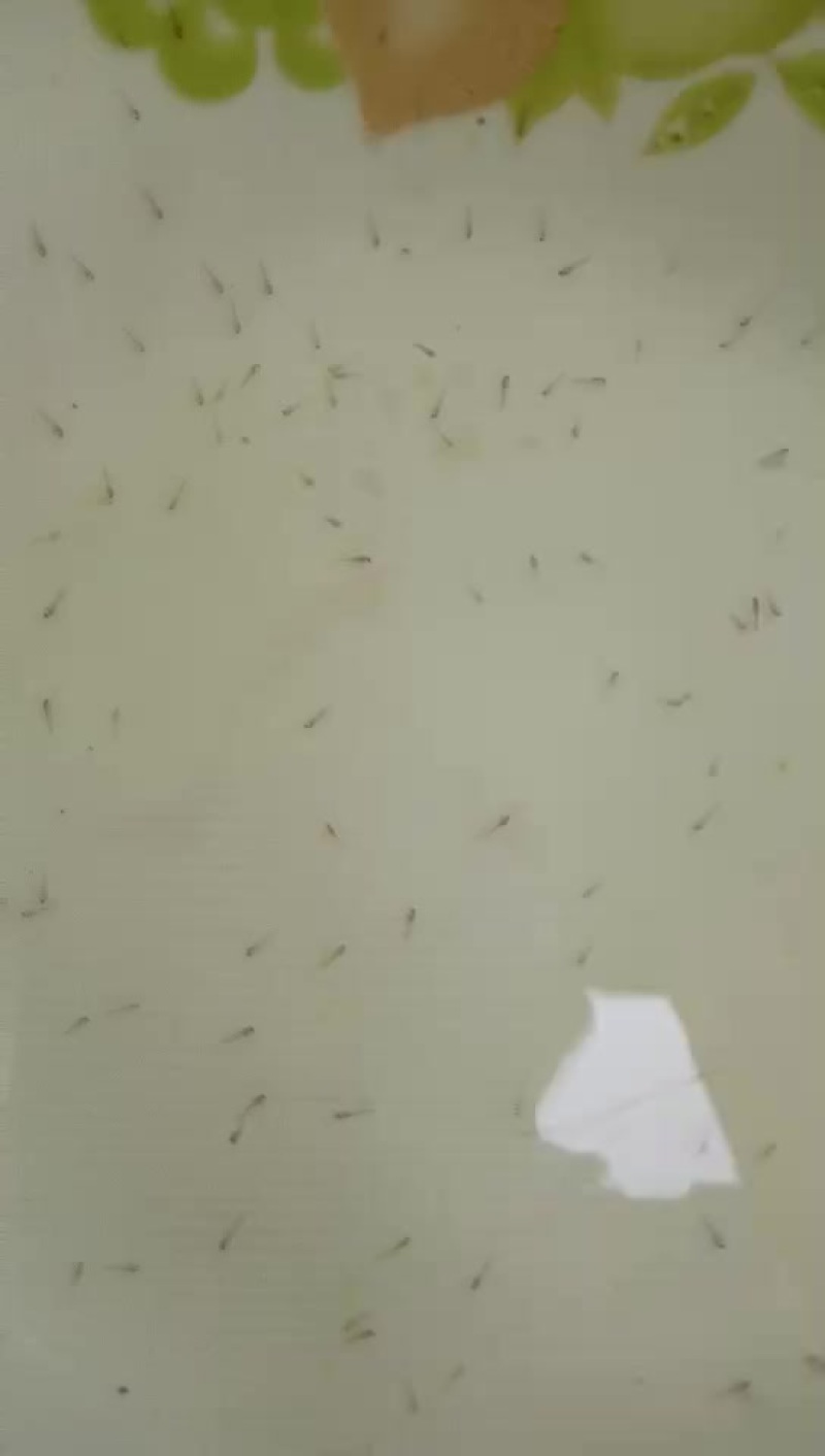 台湾泥鳅鱼苗人工养殖3~5cm