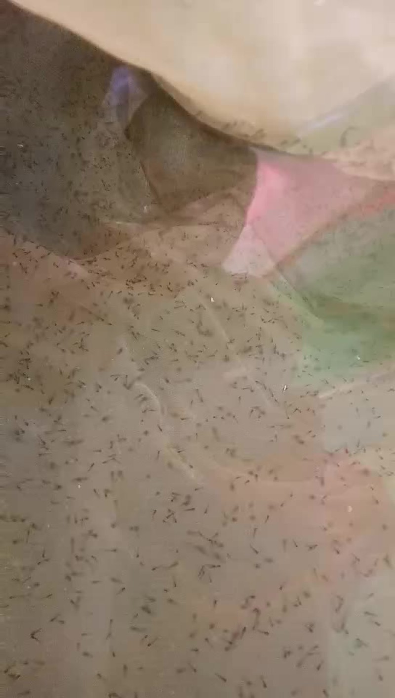 台湾泥鳅鱼苗人工养殖3~5cm