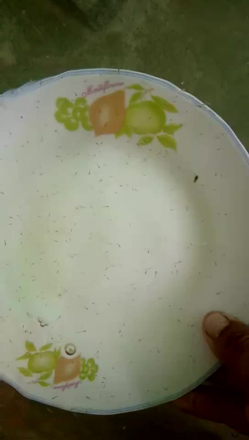 台湾泥鳅鱼苗人工养殖3~5cm