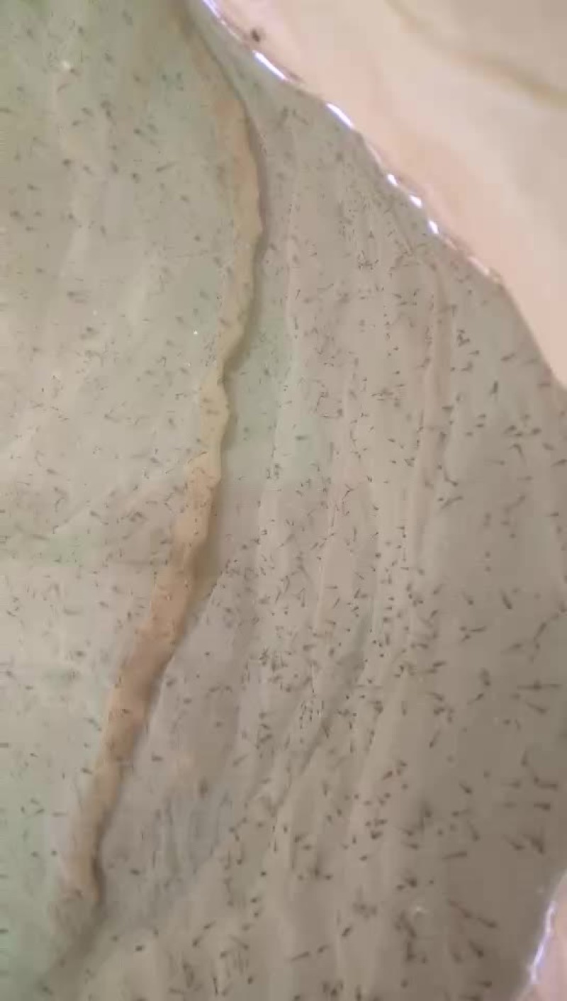 台湾泥鳅鱼苗人工养殖3~5cm