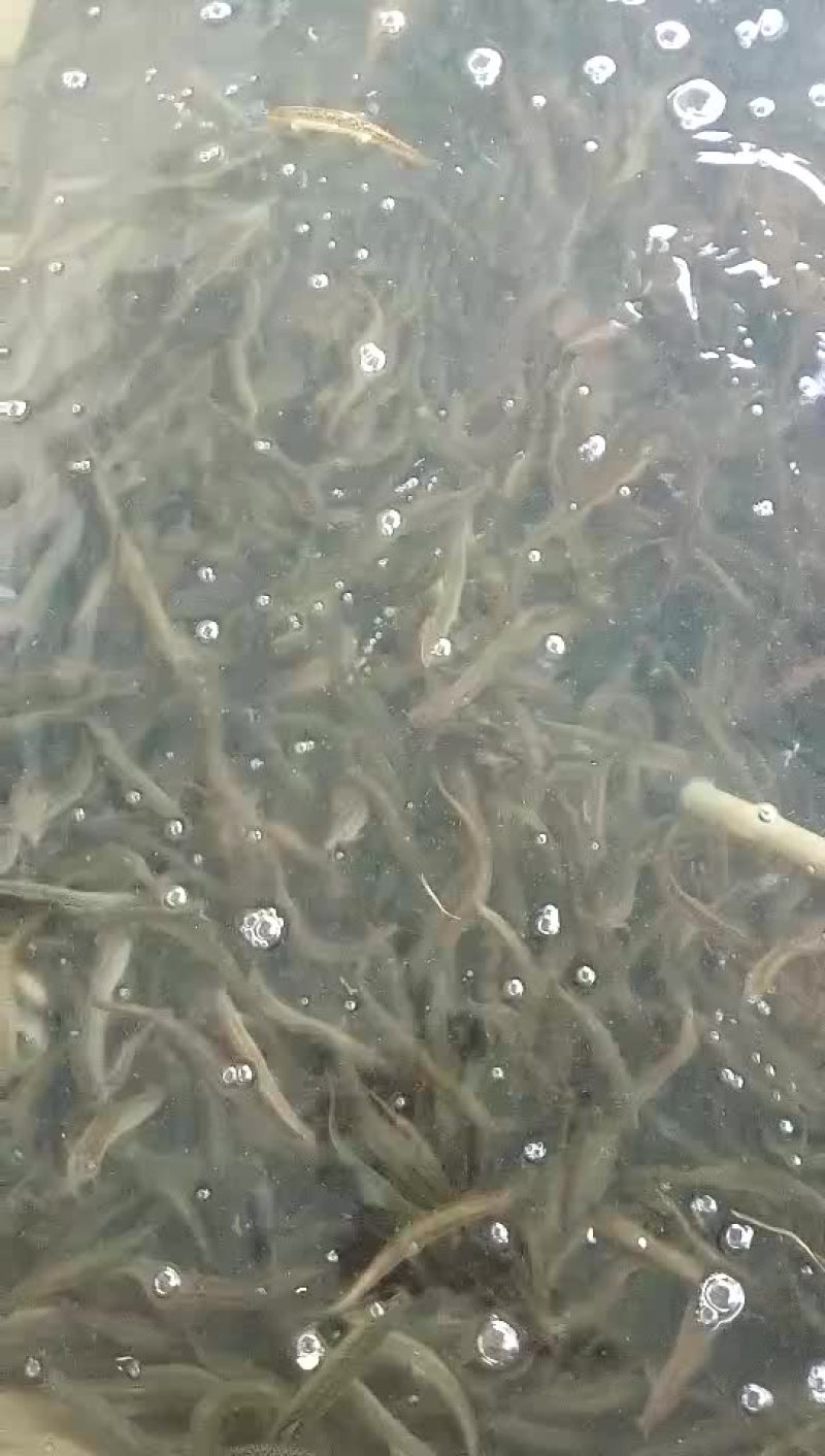 台湾泥鳅鱼苗人工养殖3~5cm