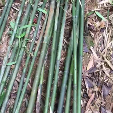 钢竹3~4m，叶片清秀，成活率高