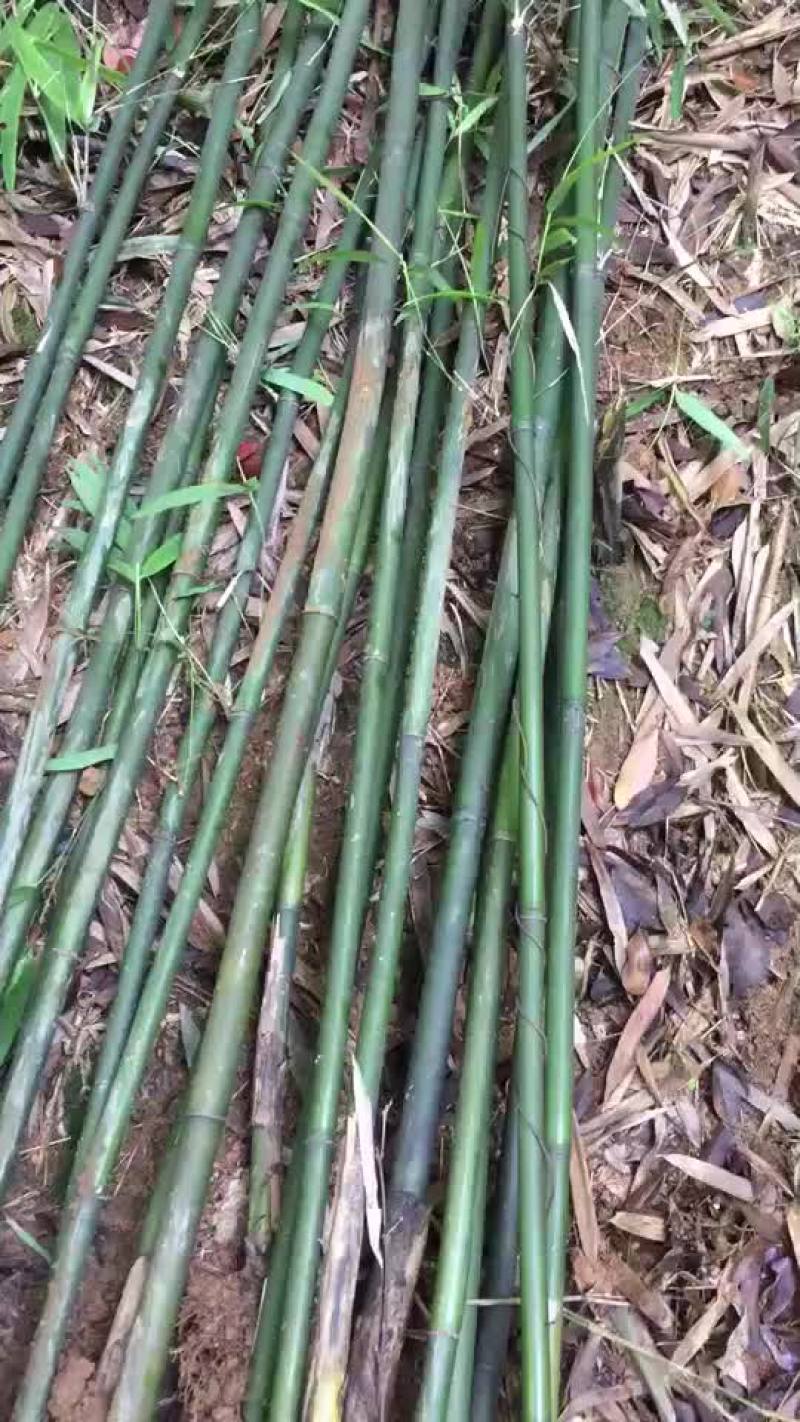 钢竹3~4m，叶片清秀，成活率高
