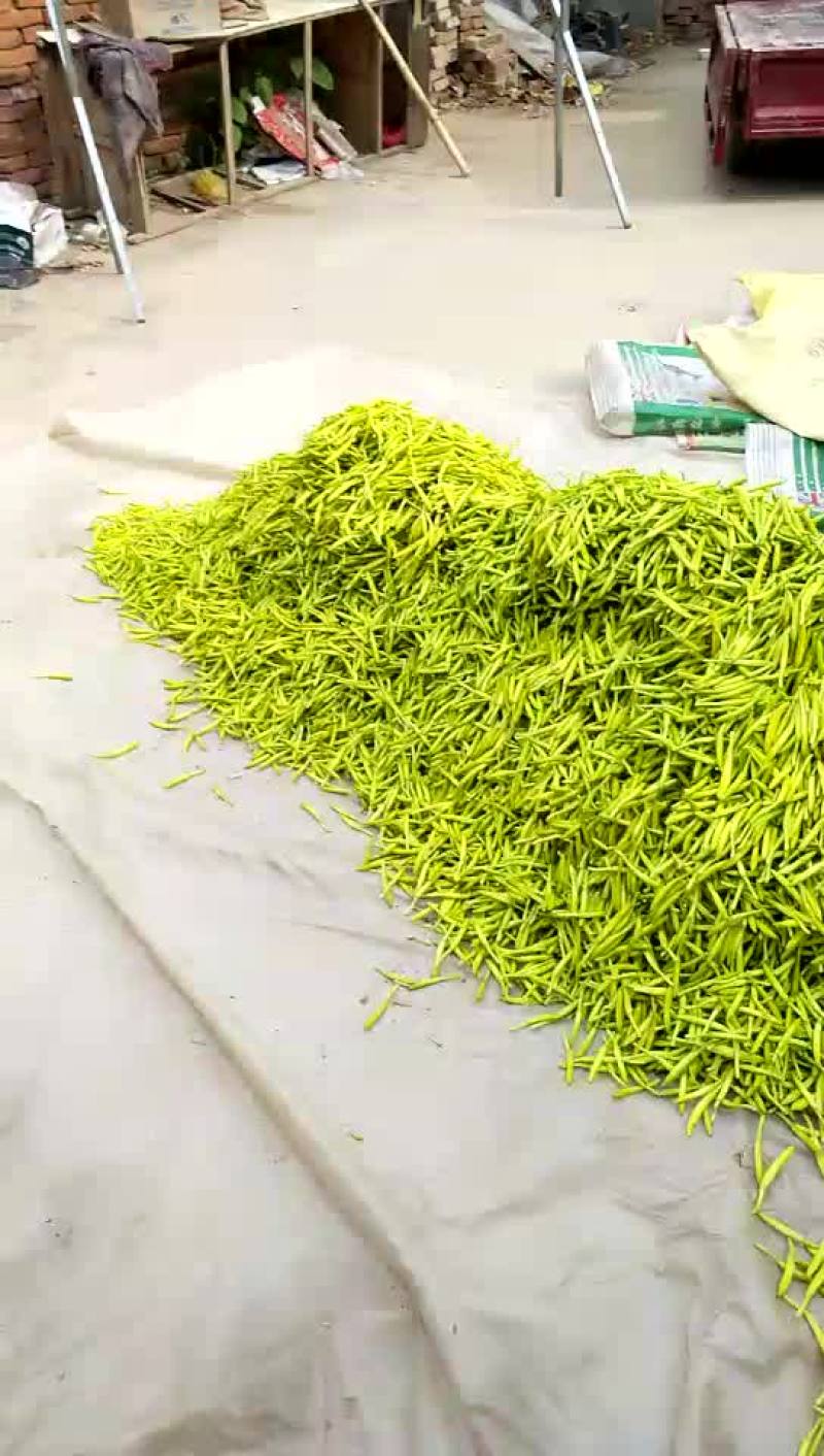 四月花黄花菜袋装一级