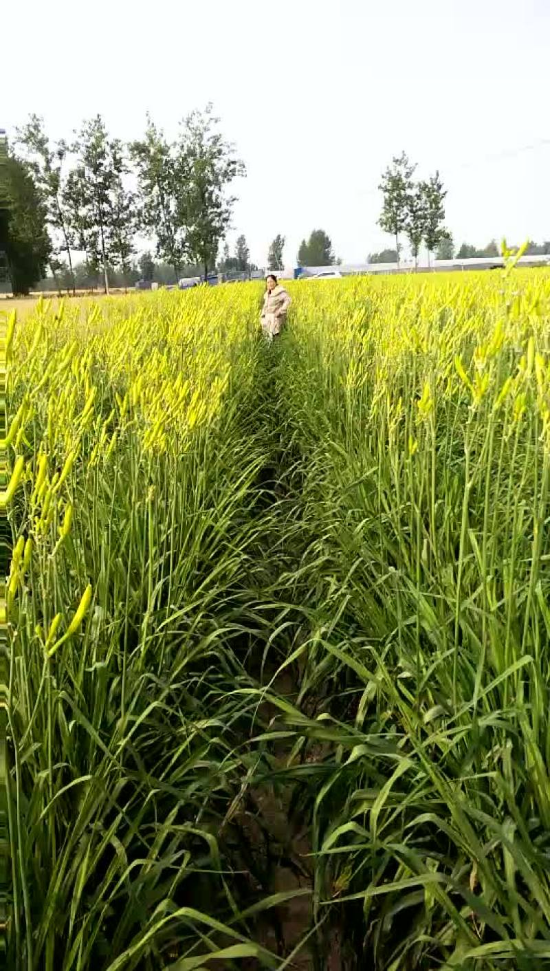 四月花黄花菜袋装一级