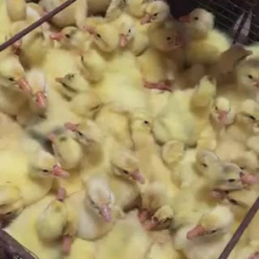 鹅苗