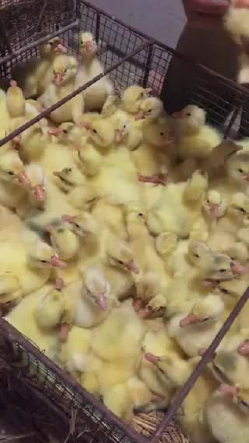 鹅苗