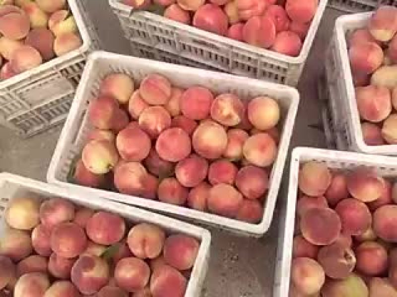 精品春雪桃🍑