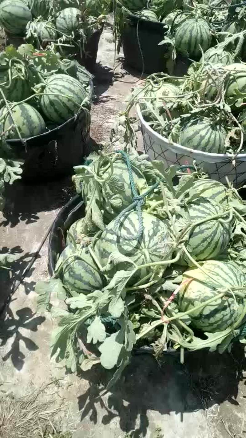 8424西瓜5斤打底8成熟2茬