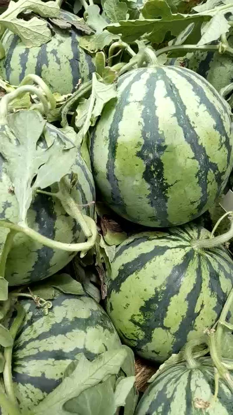 8424西瓜5斤打底8成熟2茬