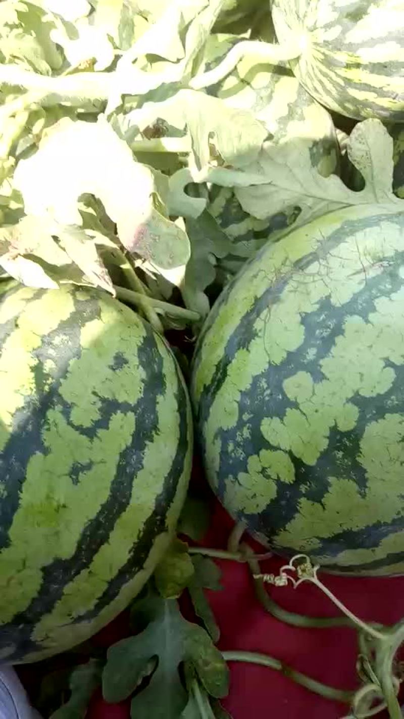 8424西瓜5斤打底8成熟2茬