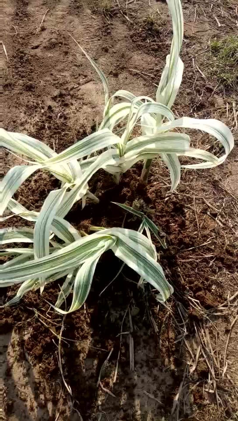 花叶芦竹