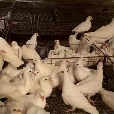 种鸽种母鸽