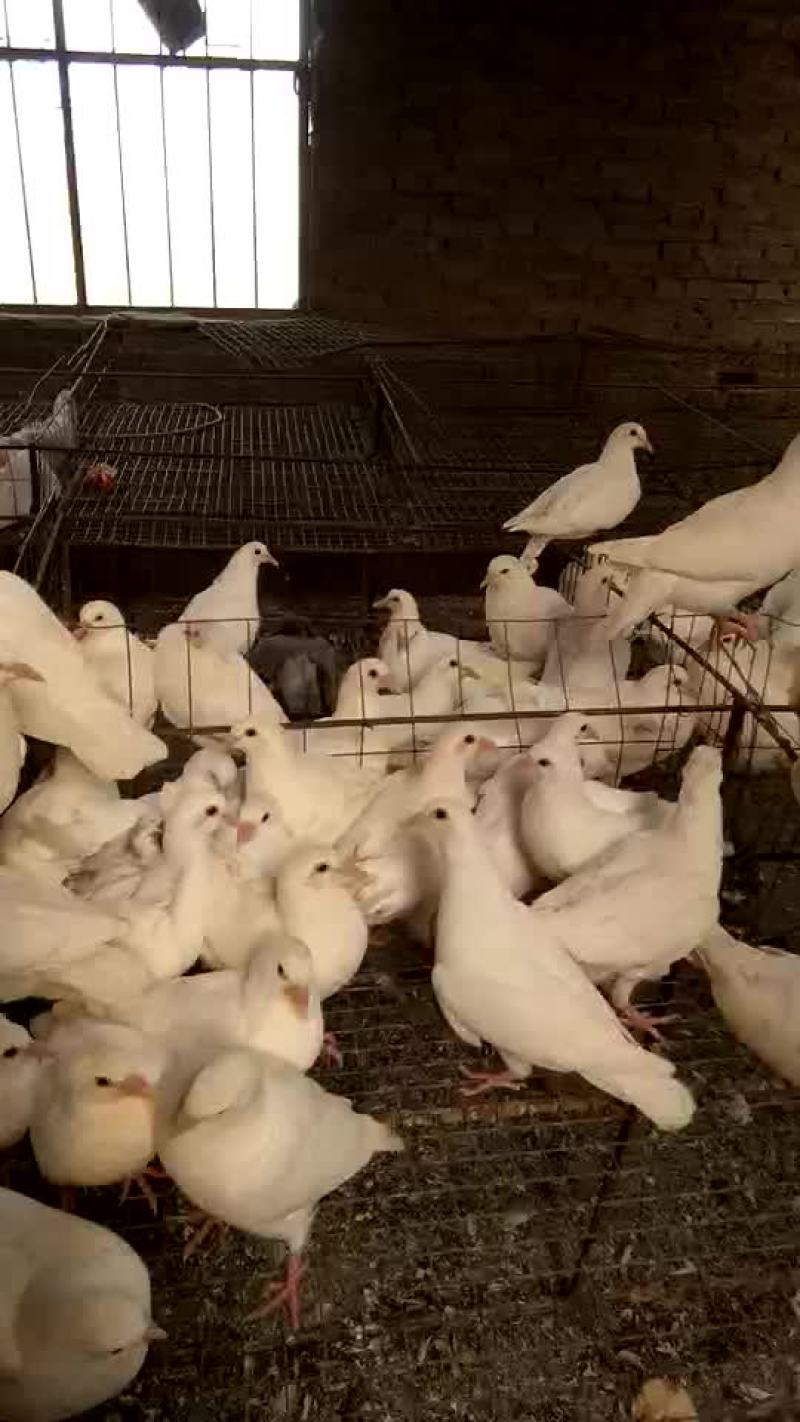 种鸽种母鸽