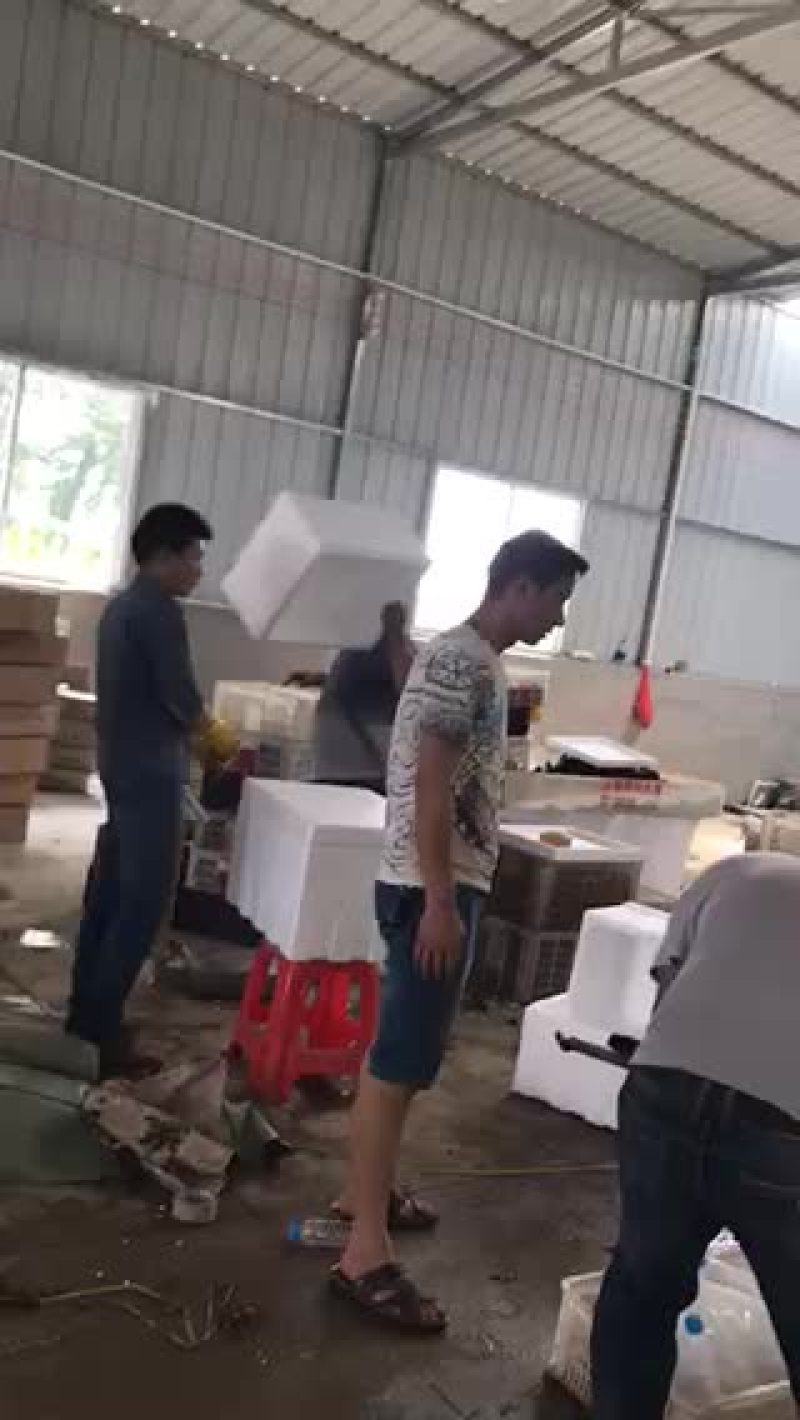澳洲淡水小龙虾
