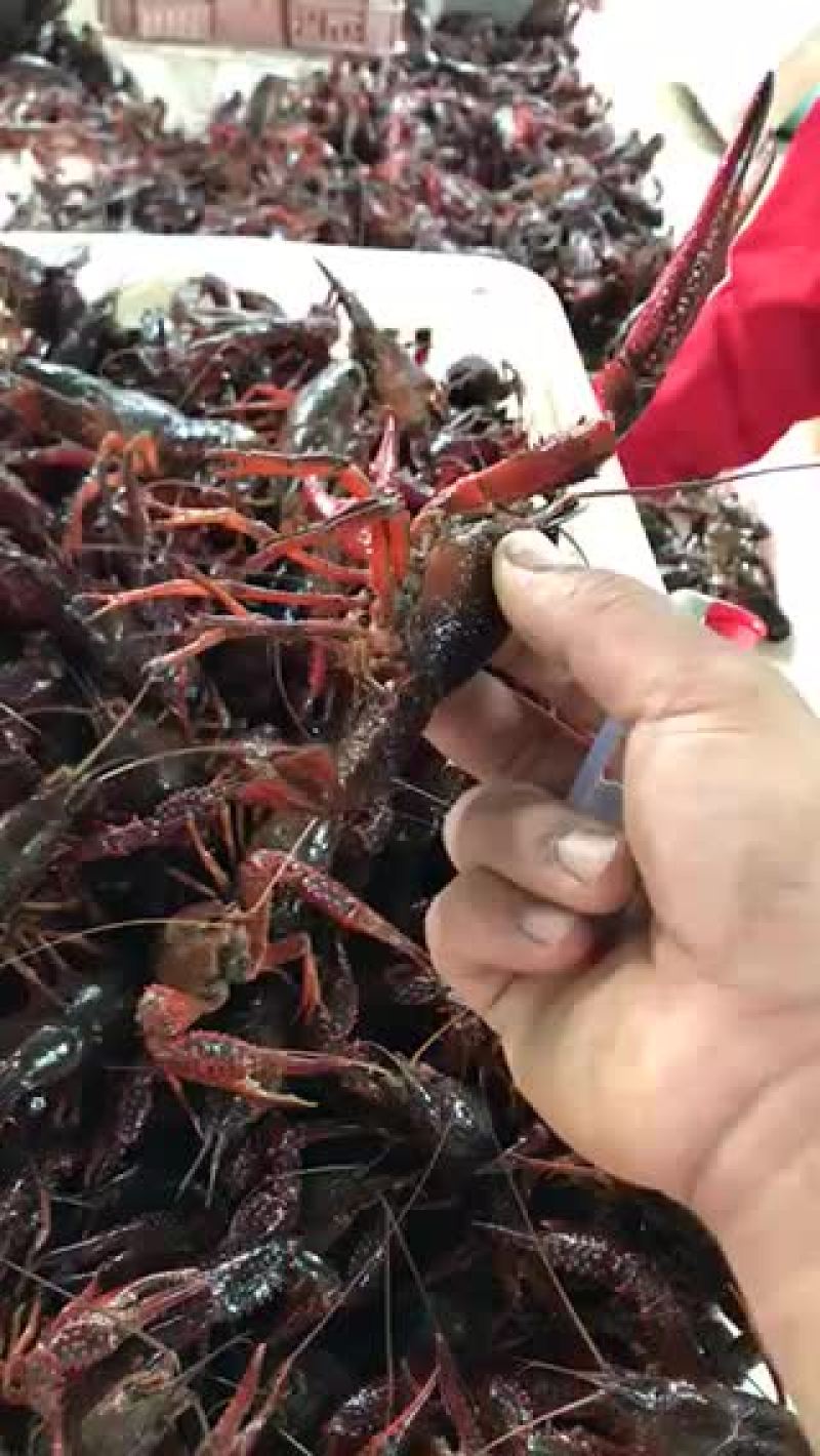 澳洲淡水小龙虾