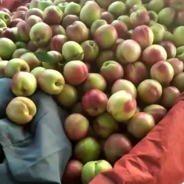 中油5号油桃3两以上