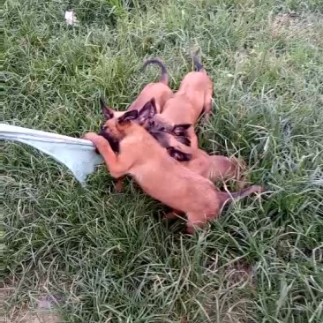 马犬公