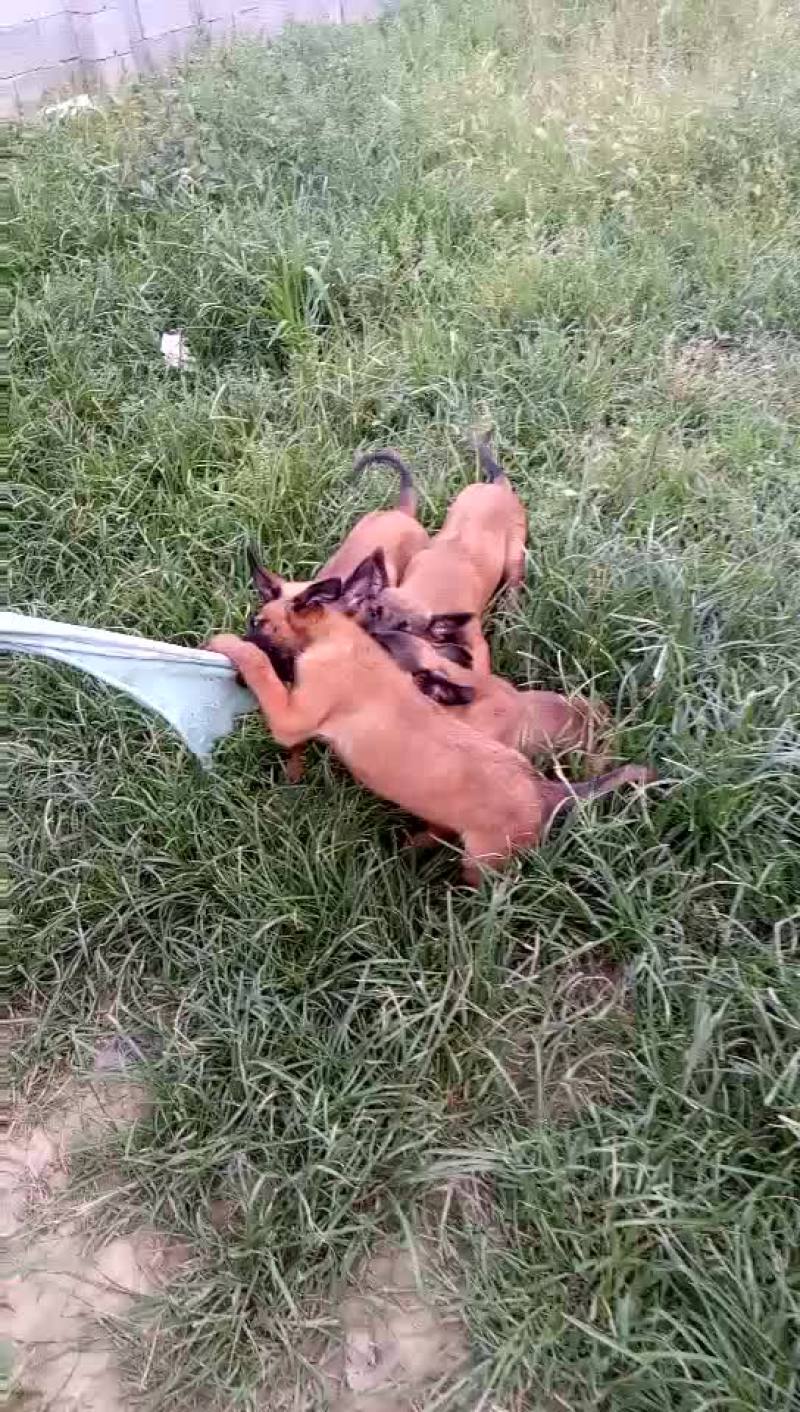马犬公