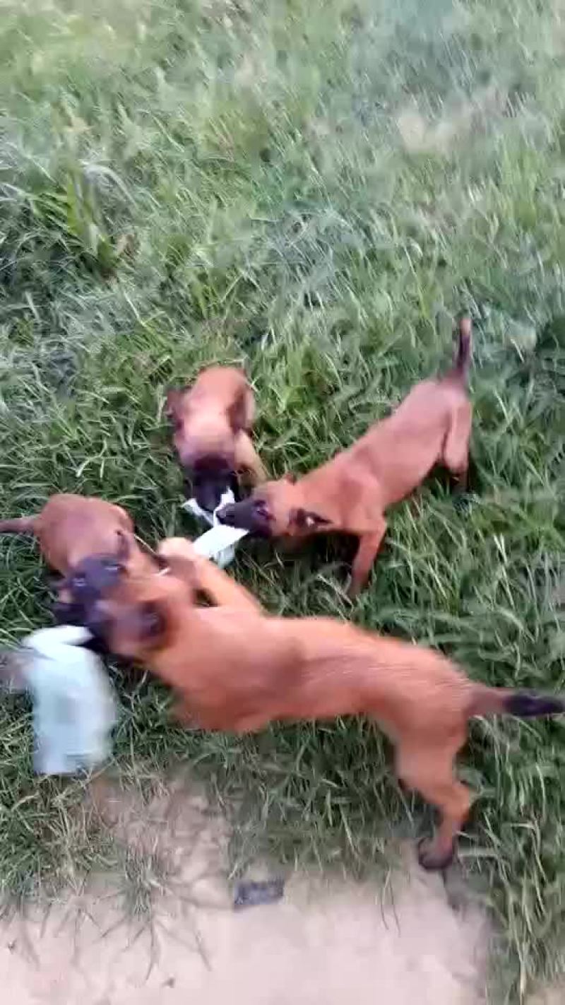 马犬公