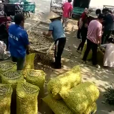 精品大白鲨鲜货带壳