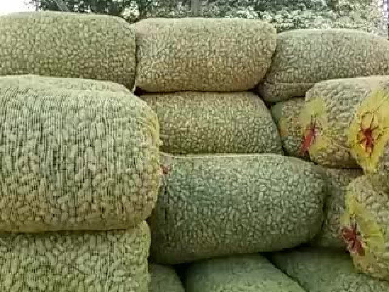 精品大白鲨鲜货带壳