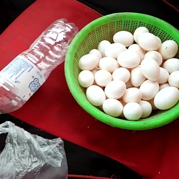 鸽子蛋食用