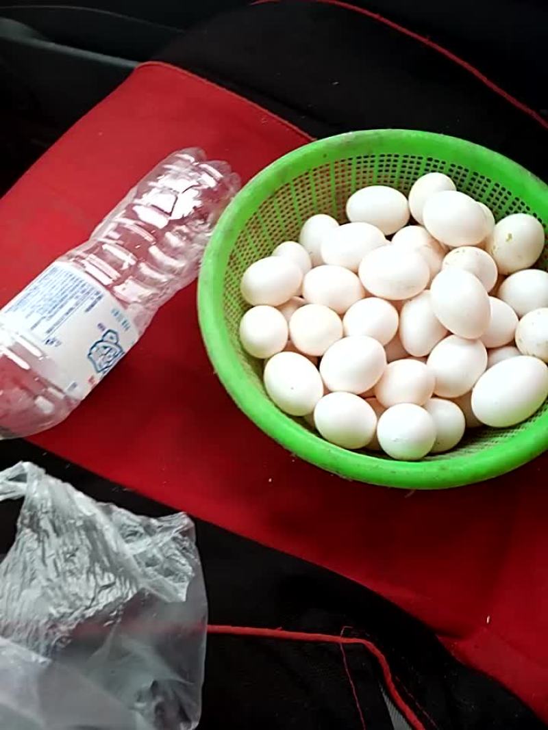 鸽子蛋食用