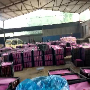 硬粉西红柿精品硬粉弧二以上