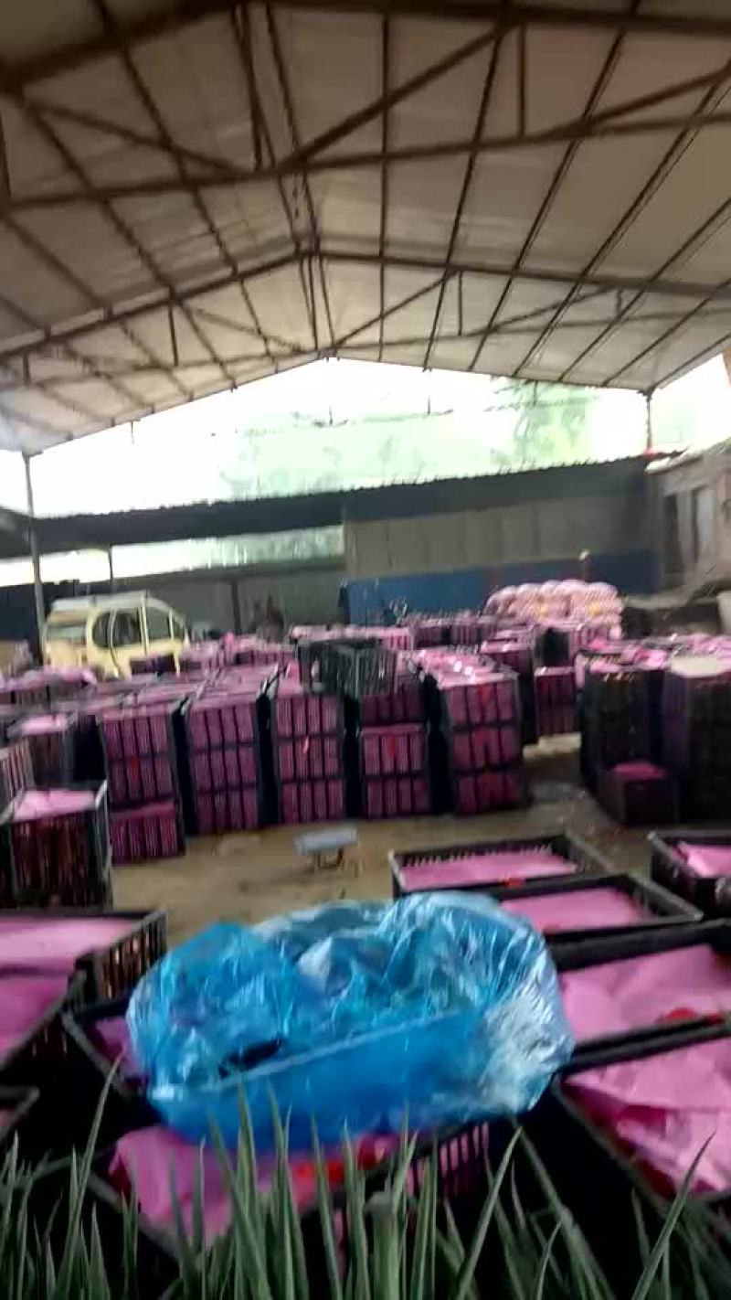 硬粉西红柿精品硬粉弧二以上