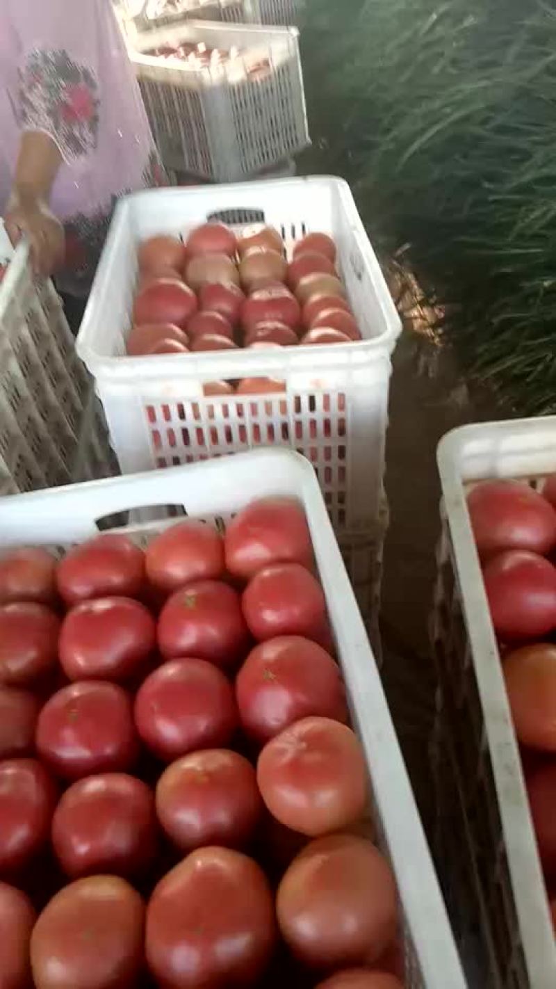 硬粉西红柿精品硬粉弧二以上