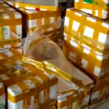 龙虾苗人工养殖虾苗