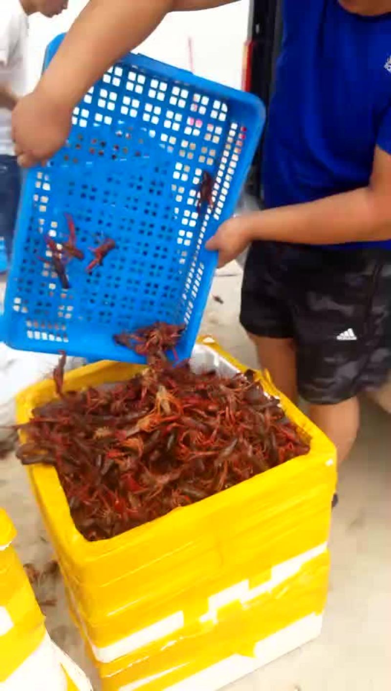 龙虾苗人工养殖虾苗