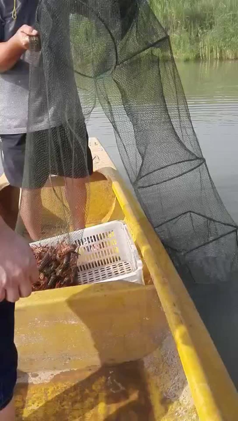 龙虾苗人工养殖虾苗
