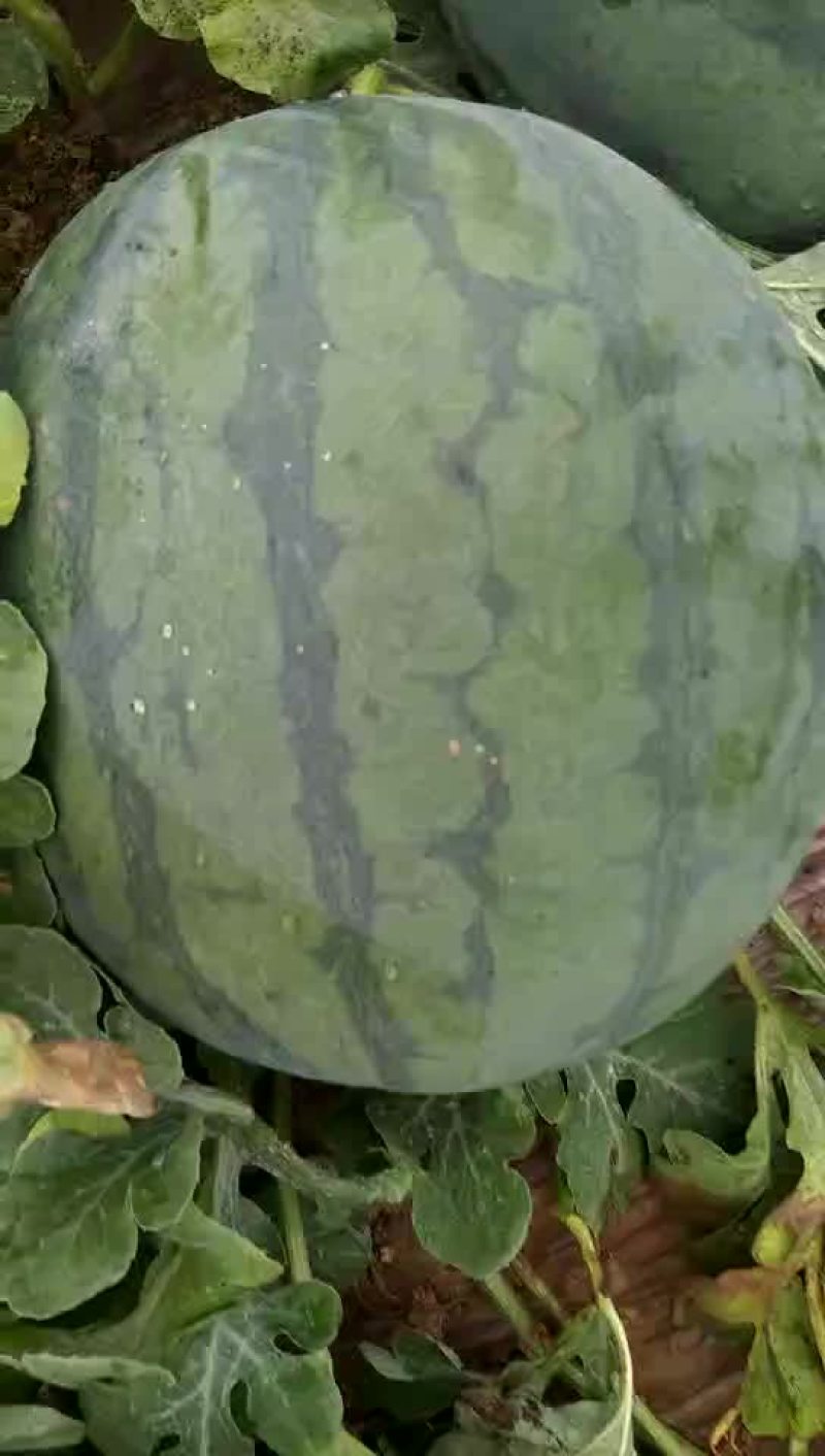 无籽西瓜10斤打底9成熟1茬