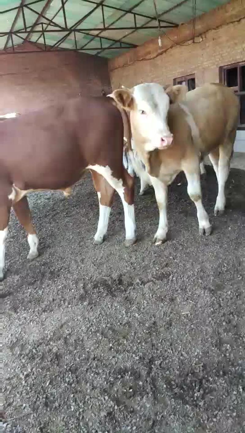 肉牛200~300斤