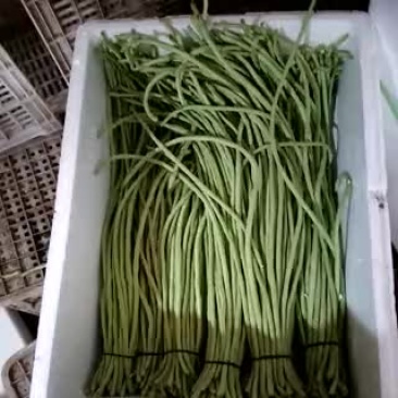 豌豆苗穴盘苗